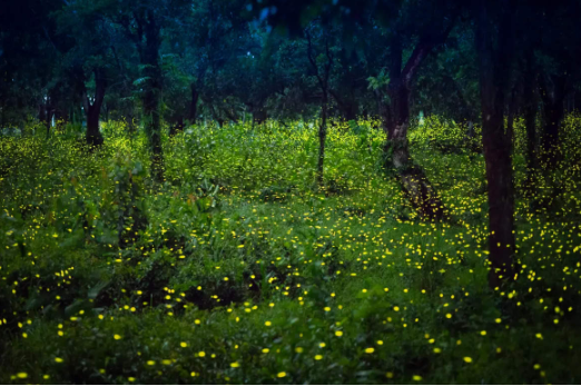 Bhandardara Fireflies