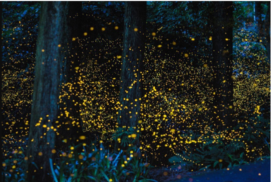 Fireflies Festival